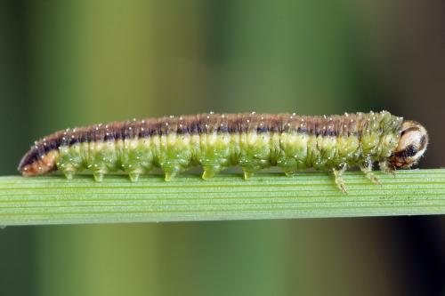 Dolerus aericeps